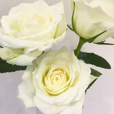 【BLOG】ティネケ