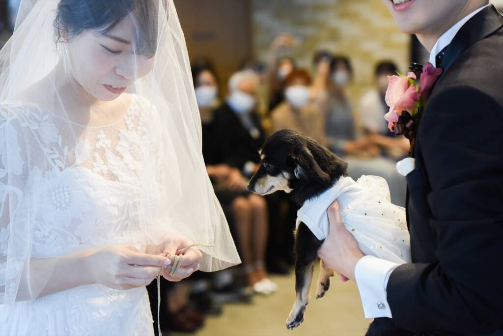 結婚式にぜひリングドッグの演出を！